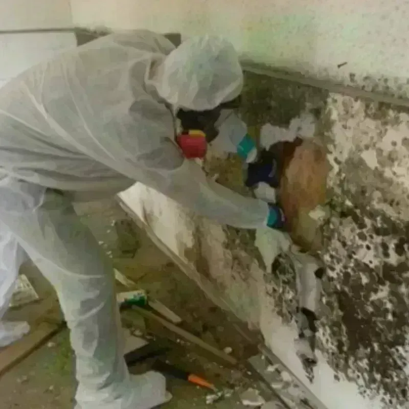 Mold Remediation and Removal in Hood River County, OR